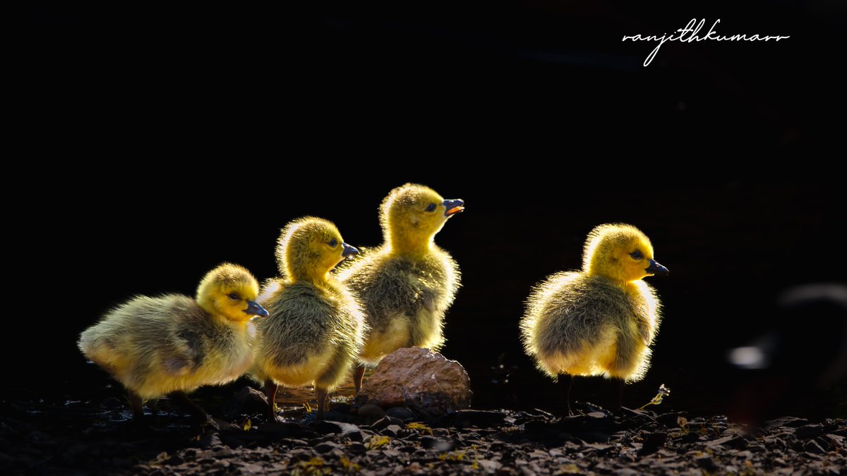 Saluting those mothers who fight every day to build a world for their little bundle of joys. Happy mothers day all...

Aperture: 5.3
ISO: 160
Shutter speed: 1/200
Focal length: 516mm

#MothersDay #MothersDay2022 #Canon #BBCWildlifePOTD #birds #birdphotography #mother #NFT