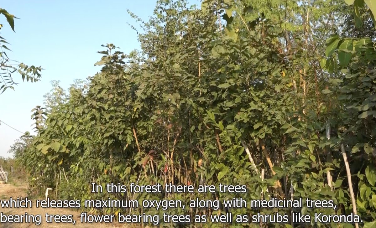 IamTreepathi's tweet image. #Transformation 
We transformed #Bhandewadi #DumpingYard, #Nagpur  
into a Lush Green #UrbanForest in less than 2 years.

It was a really tough project on ground and execution during Peak of the 1st #CovidPandemic wave 

ThankU @abhijitbangar sir for opportunity
#MiyawakiForest