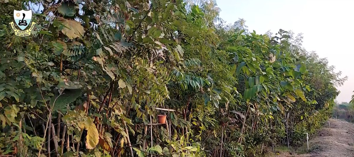 IamTreepathi's tweet image. #Transformation 
We transformed #Bhandewadi #DumpingYard, #Nagpur  
into a Lush Green #UrbanForest in less than 2 years.

It was a really tough project on ground and execution during Peak of the 1st #CovidPandemic wave 

ThankU @abhijitbangar sir for opportunity
#MiyawakiForest