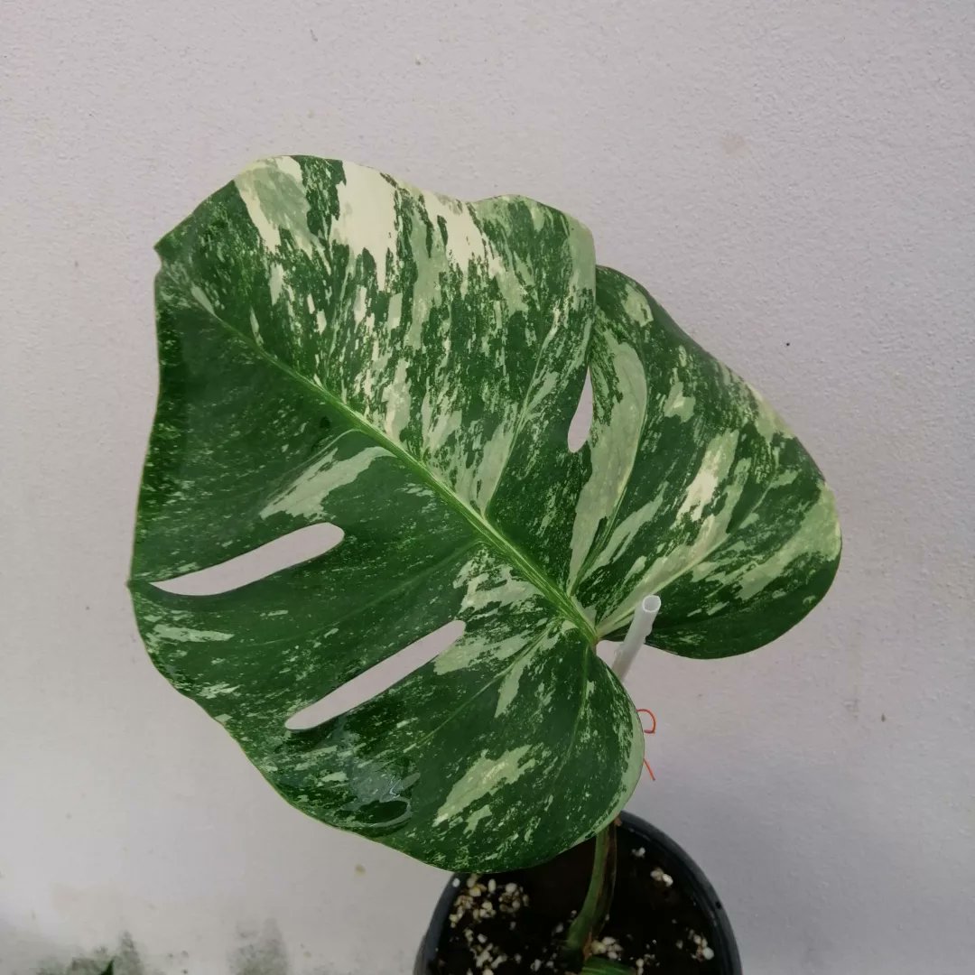 Treeshop29's tweet photo. Monstera​  Albo​ holland
https://t.co/482WXoSHzV​ 1800​ บาท​ 🚆ส่งฟรี🚆
คัดรายด่างจัด
"ไม้ว่างขอ  ตาใหม่แตกแล้ว" https://t.co/nKbkioduMv