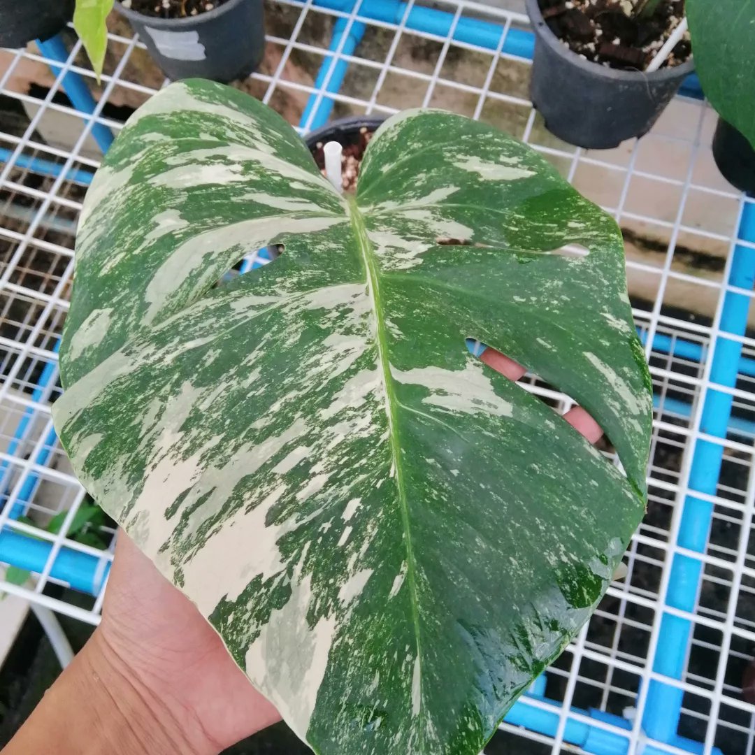 Treeshop29's tweet photo. Monstera​  Albo​ holland
https://t.co/482WXoSHzV​ 1800​ บาท​ 🚆ส่งฟรี🚆
คัดรายด่างจัด
"ไม้ว่างขอ  ตาใหม่แตกแล้ว" https://t.co/nKbkioduMv