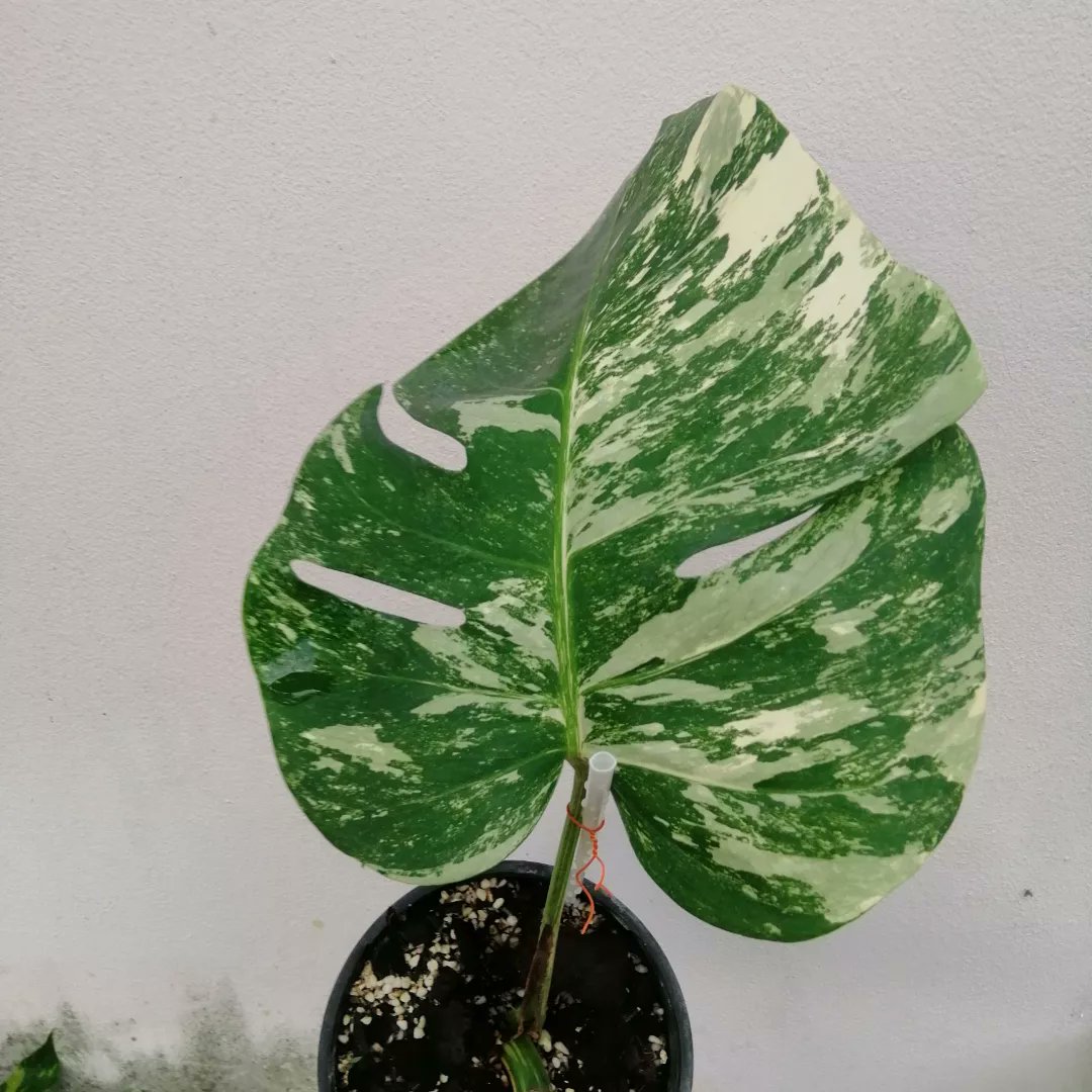 Treeshop29's tweet photo. Monstera​  Albo​ holland
https://t.co/482WXoSHzV​ 1800​ บาท​ 🚆ส่งฟรี🚆
คัดรายด่างจัด
"ไม้ว่างขอ  ตาใหม่แตกแล้ว" https://t.co/nKbkioduMv
