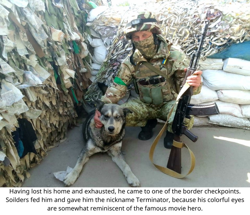 Nezhaleznist's tweet photo. Meet Terminator, a rescued dog who is helping defend Ukraine in the Kharkiv region.

#Ukraine️ https://t.co/bmuCOh1VLt