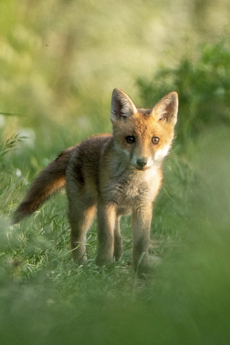 hertskingfisher's tweet photo. A beautiful young fox cub leaves the safety of its den to explore the world. Retweet if you love foxes. https://t.co/Yhm5kdRrXP