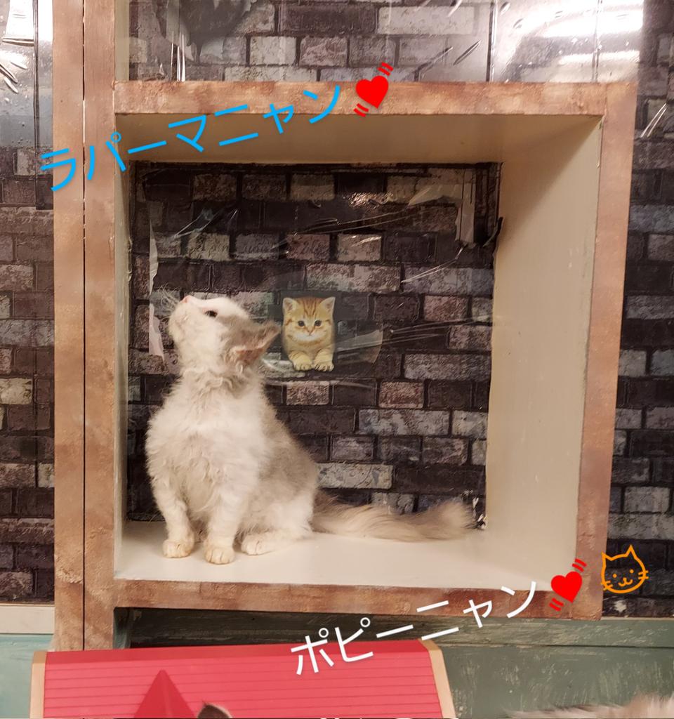 柏の猫カフェ猫の手 只今 ラパーマのポピーニャン 遊びにでてますニャウ 彡 柏の猫カフェ猫の手抱っこができる猫カフェ T Co Kkxwfd6wr6 Twitter