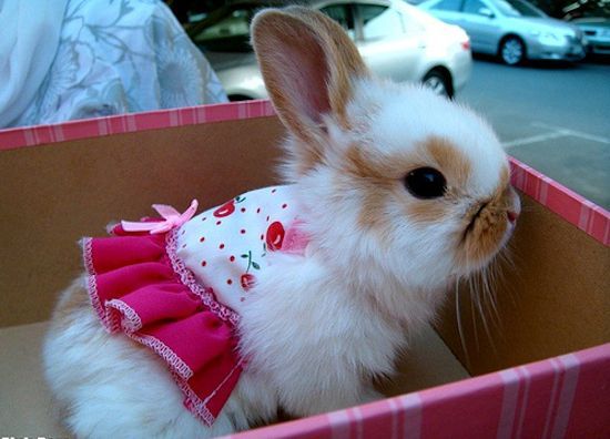 Bunnies tweet media