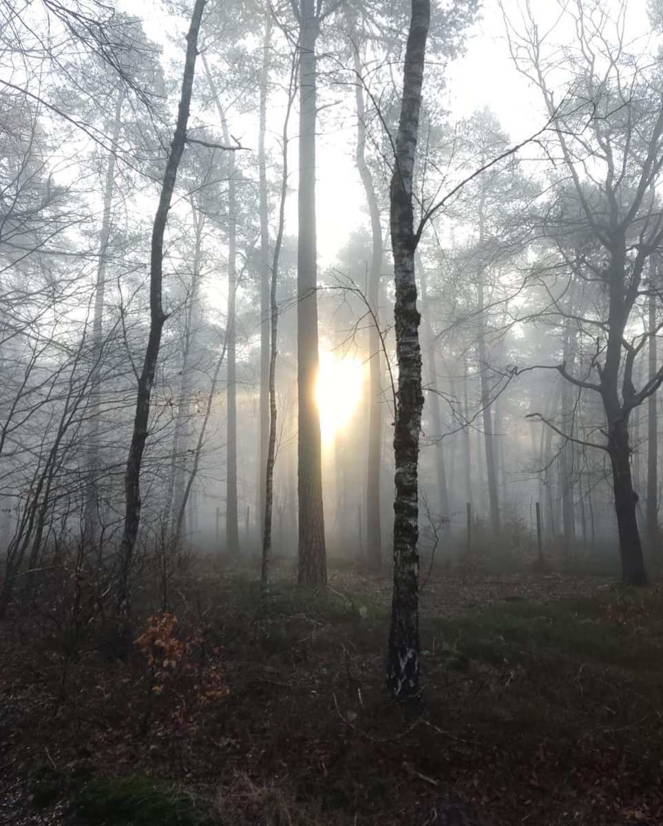 TarzanInteriorDesign tweet media