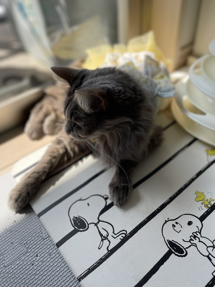 cottail's tweet photo. 消化器疾患で、幹細胞治療をされた猫ちゃんと暮らされている方、いらっしゃいますか？
治療後の経過など、少しでも情報をいただければと思っております。
もし宜しければ教えてください✨🙏✨
#消化器疾患
#幹細胞治療
#猫 https://t.co/xGgpYNgx2h