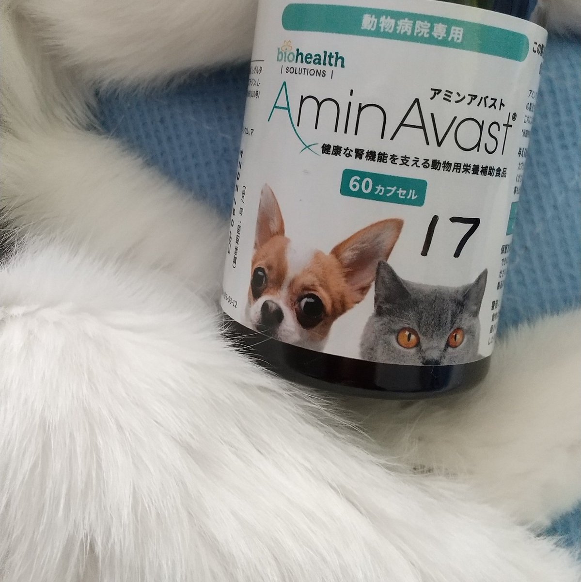 アミンアバスト 猫・小型犬用規格（300mg）60カプセル〈犬猫用