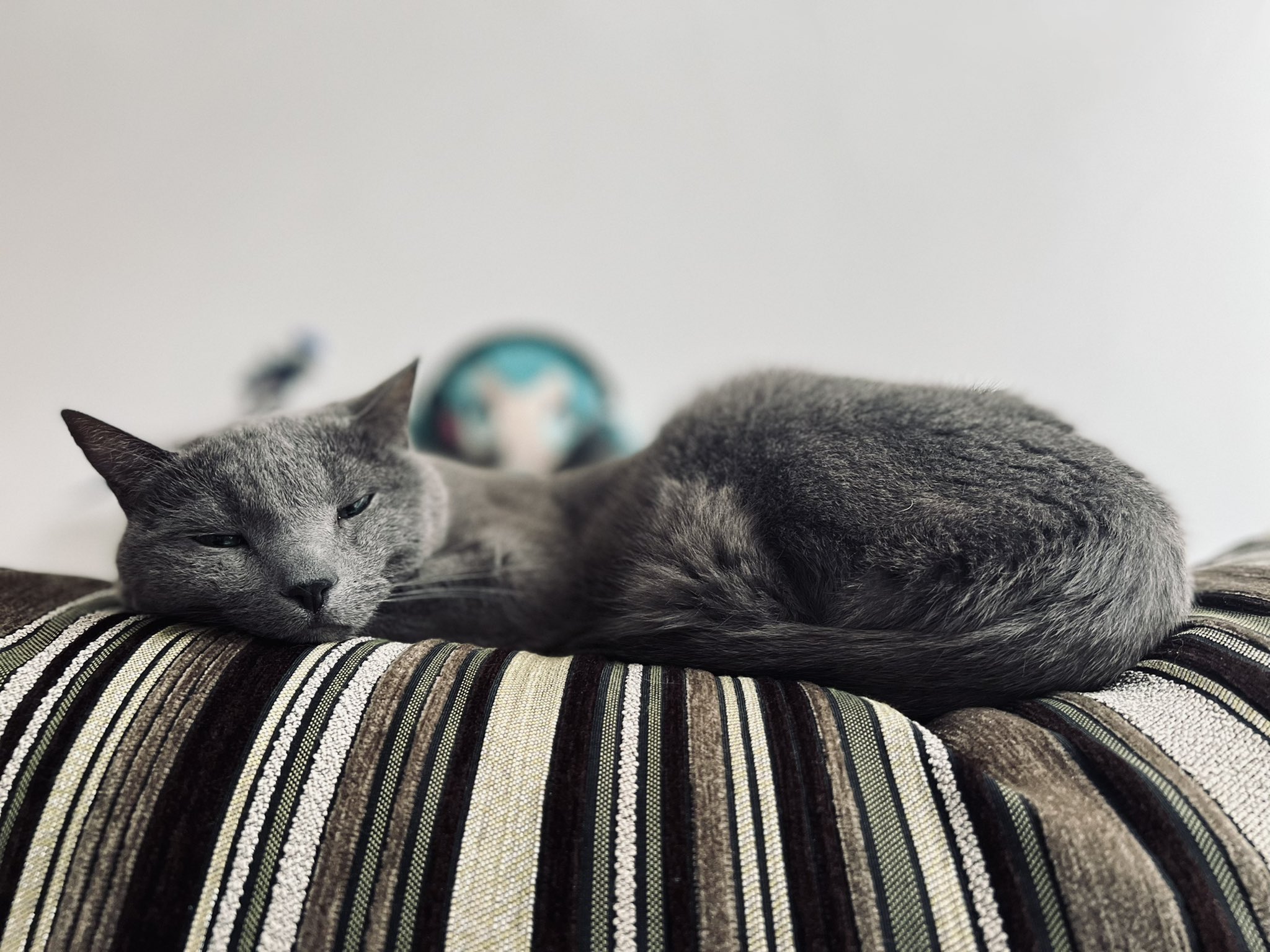 まっつ A5 気持ちよさそうでいいな 猫との暮らし ロシアンブルー T Co Ictijqrtof Twitter