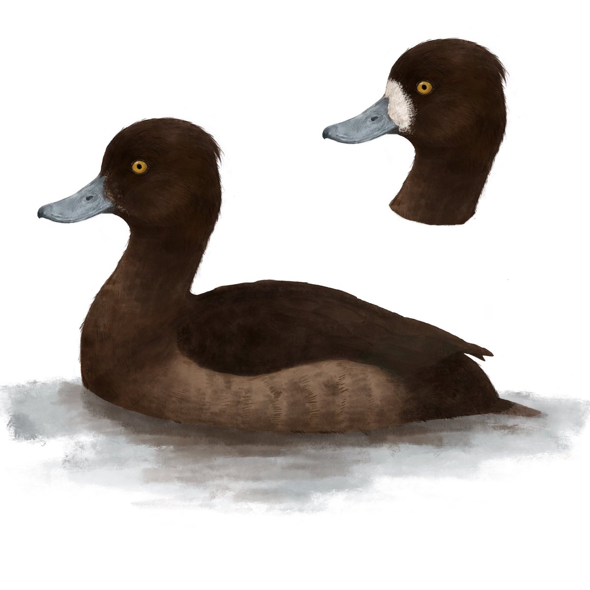 drainpipeeee's tweet photo. Tufted duck, 2021
Adult male, female, in flight, flock floating
Joined group project, part of birding guide to Anseriformes of China

#birdart #birdartist #wildlifeart #duck #duckart #duckpainting
#digitalart #digitalillustration #birdillustration #scientificillustration #birding https://t.co/xXTK4vE4SW