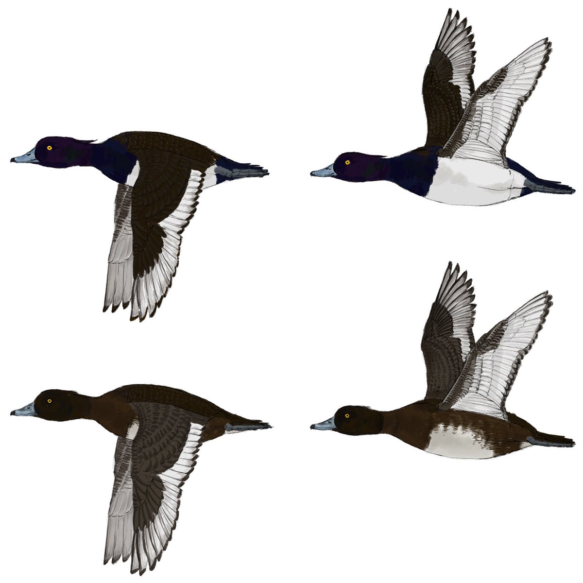drainpipeeee's tweet photo. Tufted duck, 2021
Adult male, female, in flight, flock floating
Joined group project, part of birding guide to Anseriformes of China

#birdart #birdartist #wildlifeart #duck #duckart #duckpainting
#digitalart #digitalillustration #birdillustration #scientificillustration #birding https://t.co/xXTK4vE4SW