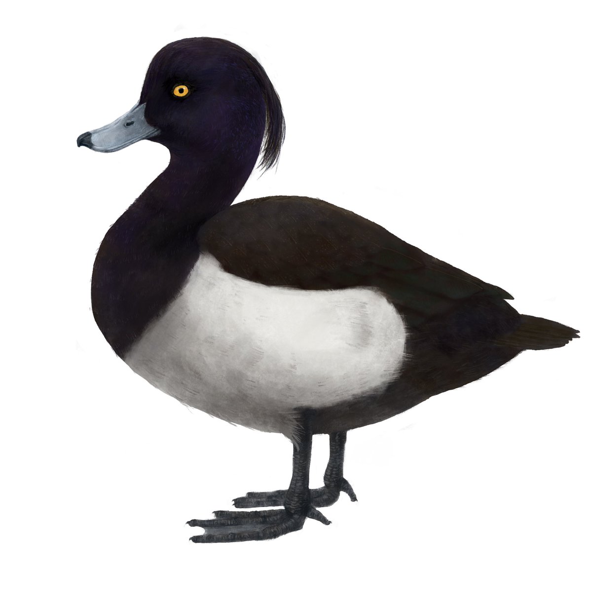drainpipeeee's tweet photo. Tufted duck, 2021
Adult male, female, in flight, flock floating
Joined group project, part of birding guide to Anseriformes of China

#birdart #birdartist #wildlifeart #duck #duckart #duckpainting
#digitalart #digitalillustration #birdillustration #scientificillustration #birding https://t.co/xXTK4vE4SW