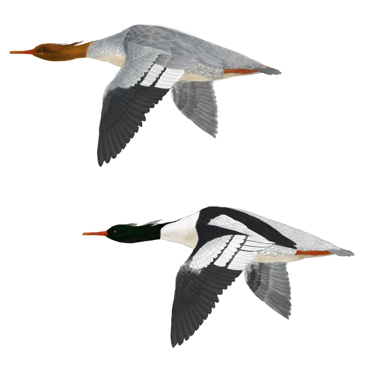 drainpipeeee's tweet photo. Scaly-sided merganser, 2021
Adult male, female, in flight, flock resting at the river bank.

Also part of birding guide to Anseriformes of China

#birdart #wildlifeart #duck #duckart #duckpainting
#digitalart #digitalillustration #birdillustration #scientificillustration #birding https://t.co/tXqx3ytiNY