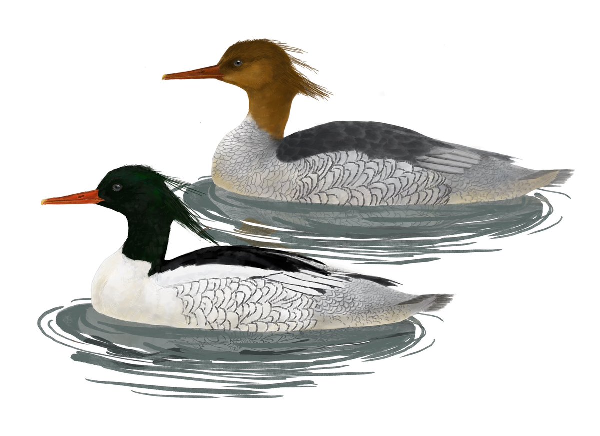 drainpipeeee's tweet photo. Scaly-sided merganser, 2021
Adult male, female, in flight, flock resting at the river bank.

Also part of birding guide to Anseriformes of China

#birdart #wildlifeart #duck #duckart #duckpainting
#digitalart #digitalillustration #birdillustration #scientificillustration #birding https://t.co/tXqx3ytiNY