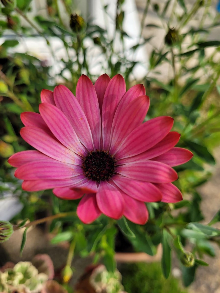 Lorri3's tweet photo. Silly Question… do you want to stop off at the garden centre as driving by!🤔😂Beautiful Hot Pink Halo Osteospermum bought following @AlanTitmarsh advice of purchase a flower In bloom a month for a year and will have a plant in flower every month of the year💗 https://t.co/wKCz2DV9A5