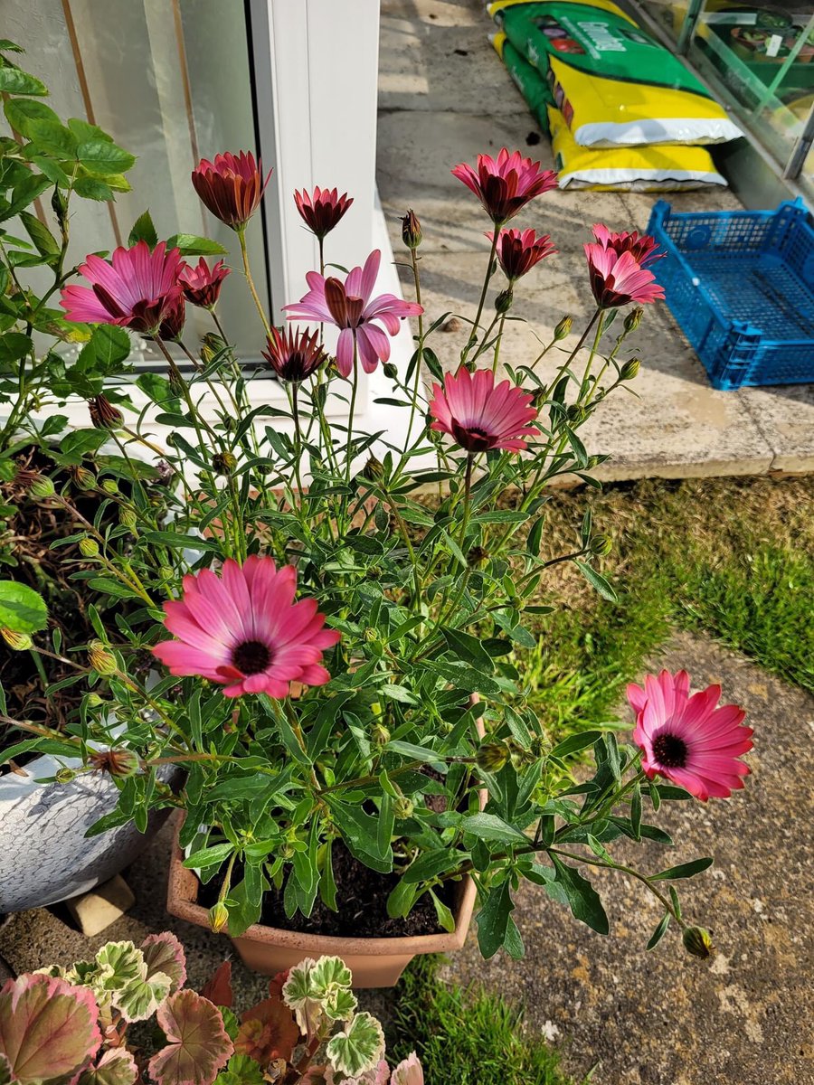 Lorri3's tweet photo. Silly Question… do you want to stop off at the garden centre as driving by!🤔😂Beautiful Hot Pink Halo Osteospermum bought following @AlanTitmarsh advice of purchase a flower In bloom a month for a year and will have a plant in flower every month of the year💗 https://t.co/wKCz2DV9A5