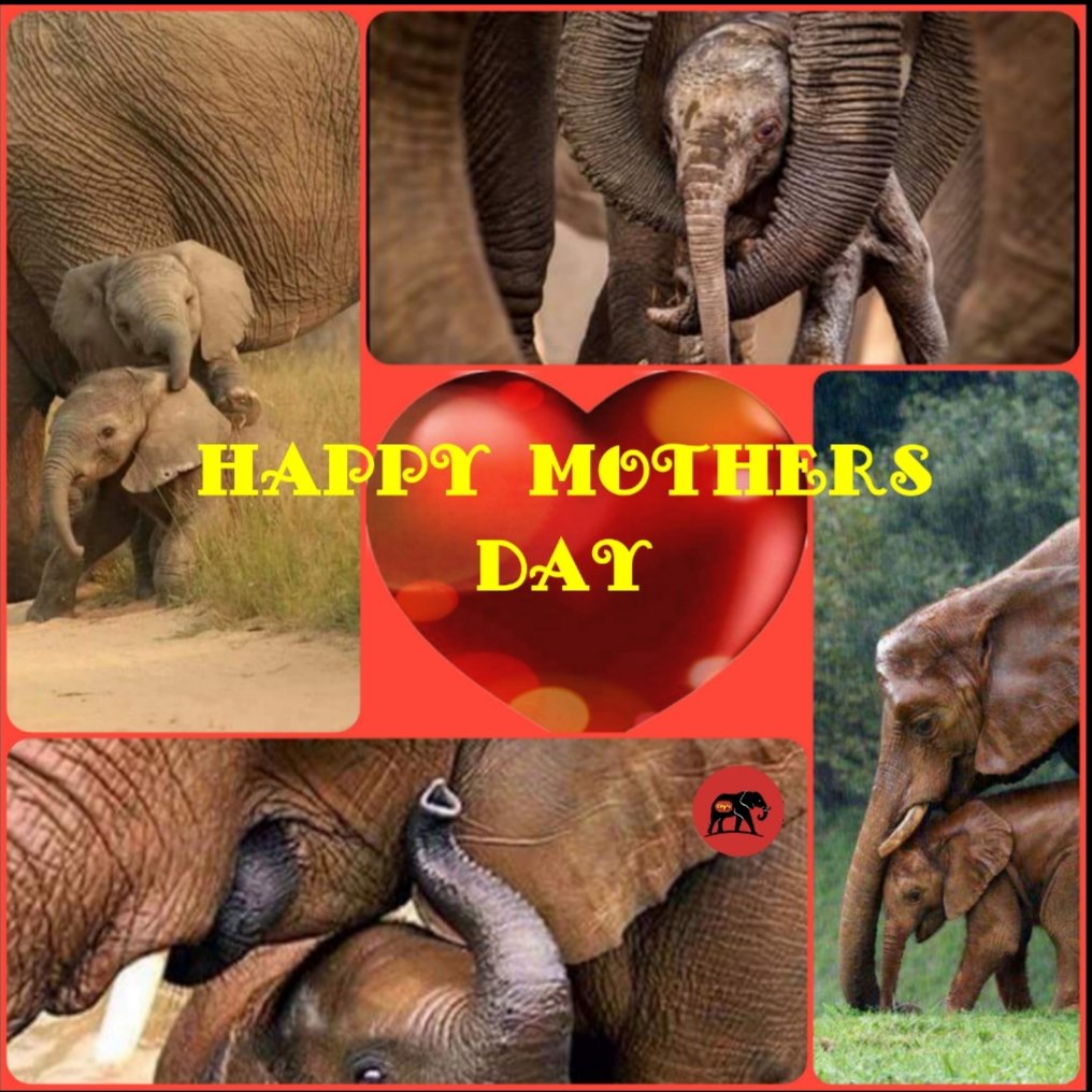 CitysFElephants's tweet photo. ❤❤🐘🥀🤱🏻👩‍👧‍👦🤰💐🐘❤❤
All the best to all our elephant mothers and those who want to become🤰 mothers.
❤❤🐘🥀🤱🏻👩‍👧‍👦🤰💐🐘❤❤

❤🐘❤ #Elephants 
🥀#MothersDay2022
💐 #Muttertag
👩‍👧‍👦#MothersDay https://t.co/6XPqobZg2b