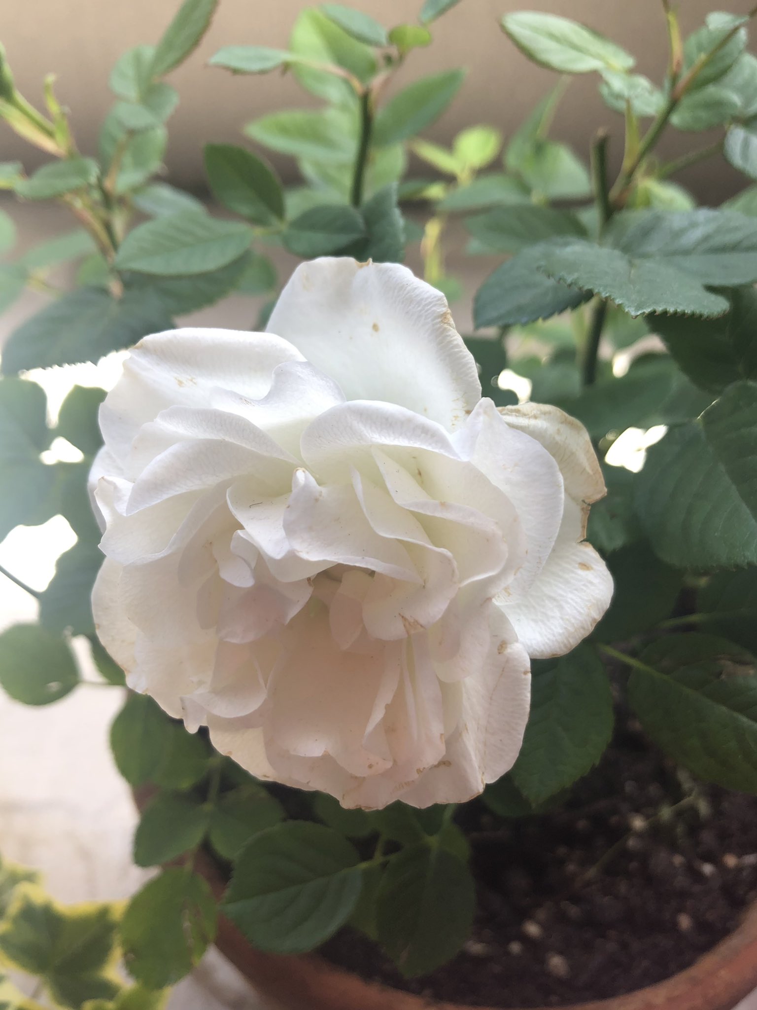バラ買ってよかった ベランダにお花があるのと無いのでは全然違う 品を感じる美しさ 写真撮る人が下手くそ過ぎて美しさが伝わらないのが問題w スプレーバラの花言葉 あたたかい心 包容力 白いバラの花言葉 純潔 深い尊敬 バラ