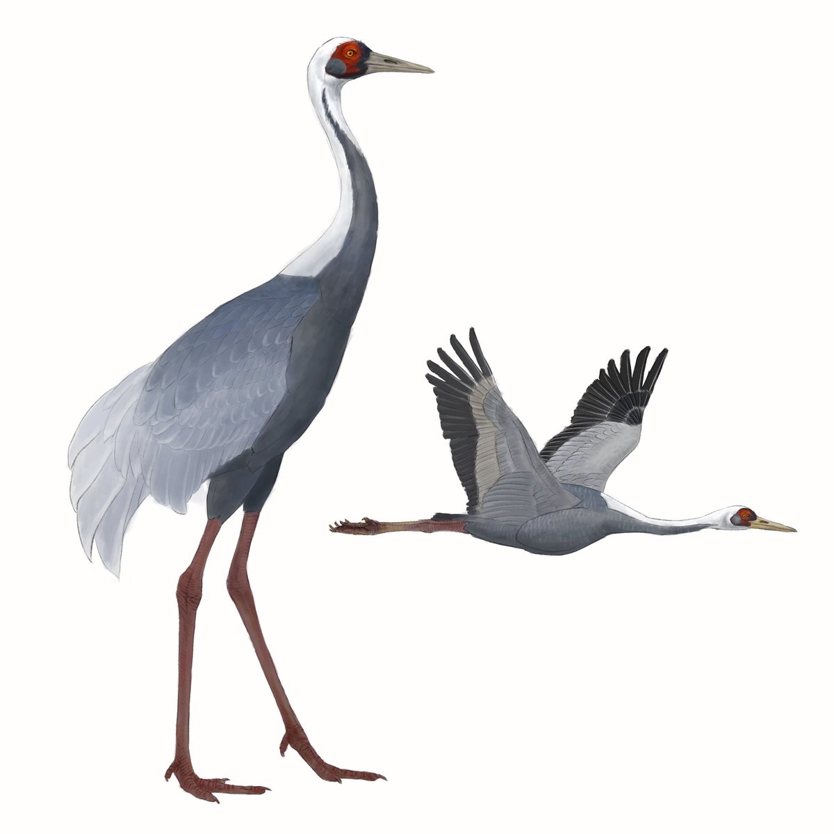 drainpipeeee's tweet photo. White-naped crane
Adult + dawny young, in flight

#scientificillustration in 2022, joined group project, part of a wader brochure of china

#birdart #birdartist #wildlifeart #digitalart #digitalillustration #birdillustration #avianart 
#craneillustrations #craneart #crane https://t.co/X8AgUezpm8