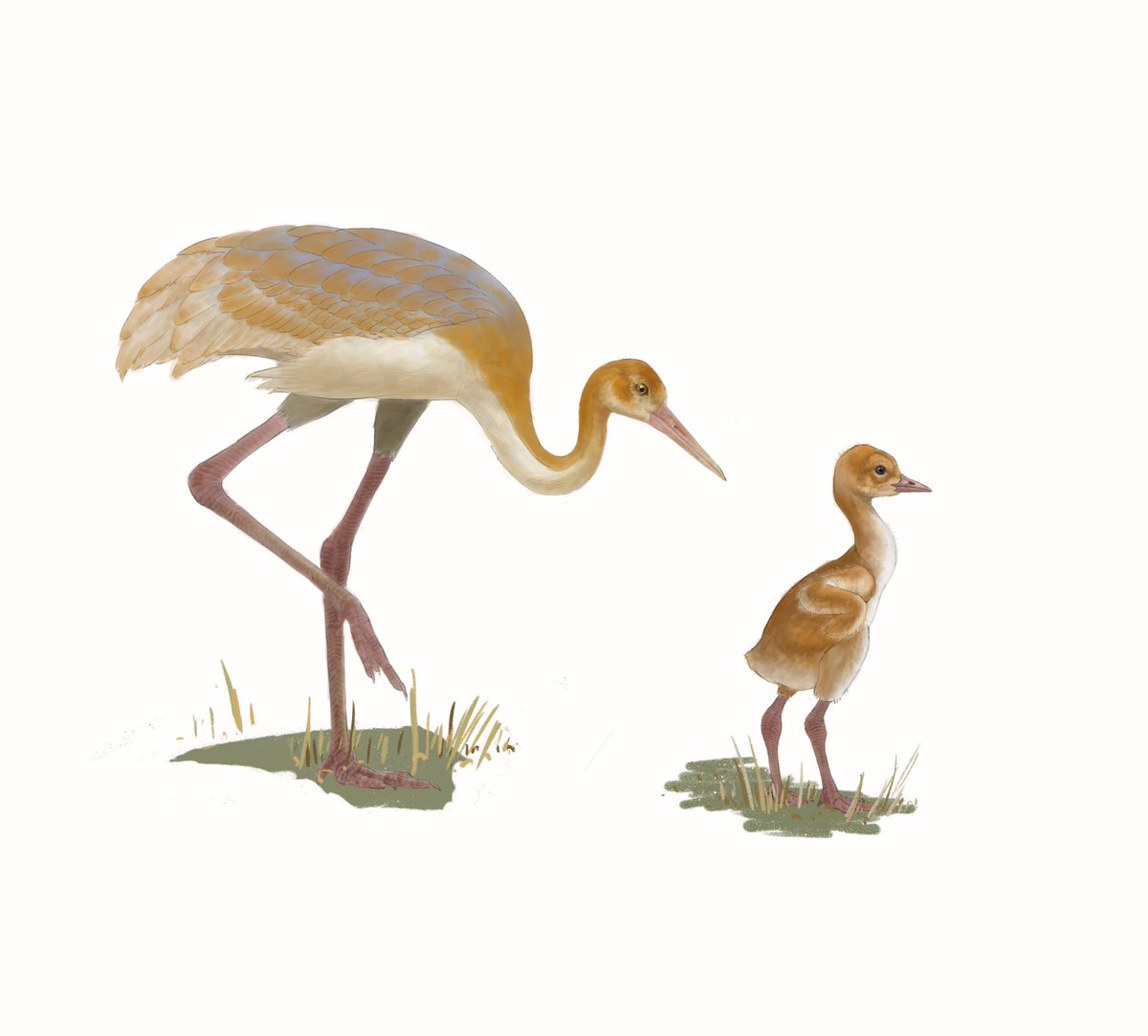 drainpipeeee's tweet photo. White-naped crane
Adult + dawny young, in flight

#scientificillustration in 2022, joined group project, part of a wader brochure of china

#birdart #birdartist #wildlifeart #digitalart #digitalillustration #birdillustration #avianart 
#craneillustrations #craneart #crane https://t.co/X8AgUezpm8