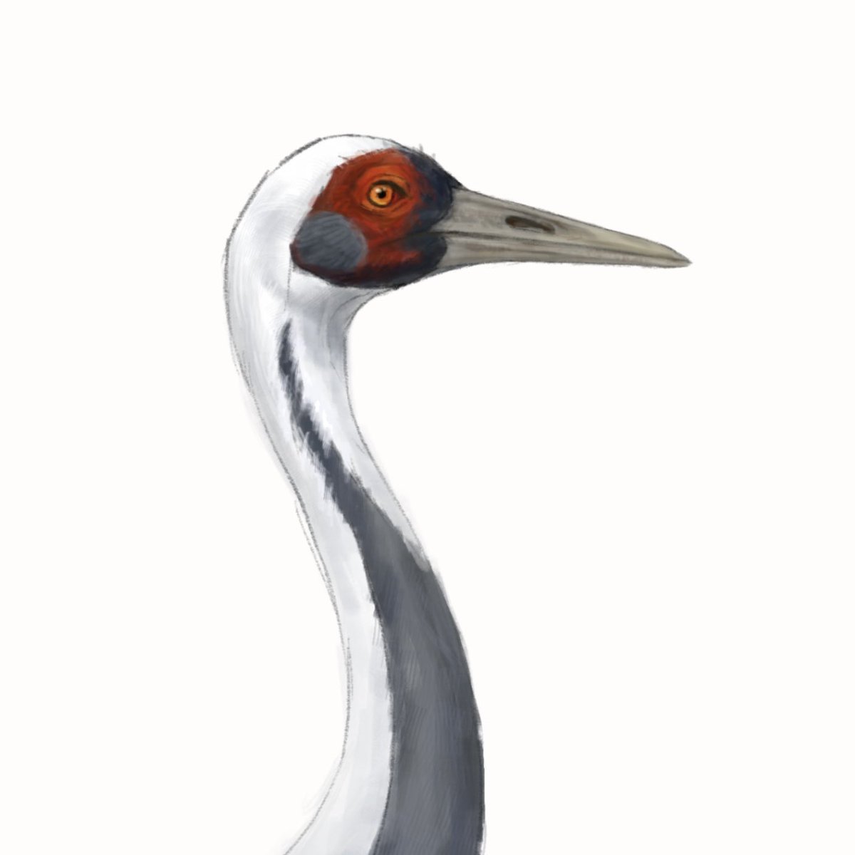 drainpipeeee's tweet photo. White-naped crane
Adult + dawny young, in flight

#scientificillustration in 2022, joined group project, part of a wader brochure of china

#birdart #birdartist #wildlifeart #digitalart #digitalillustration #birdillustration #avianart 
#craneillustrations #craneart #crane https://t.co/X8AgUezpm8
