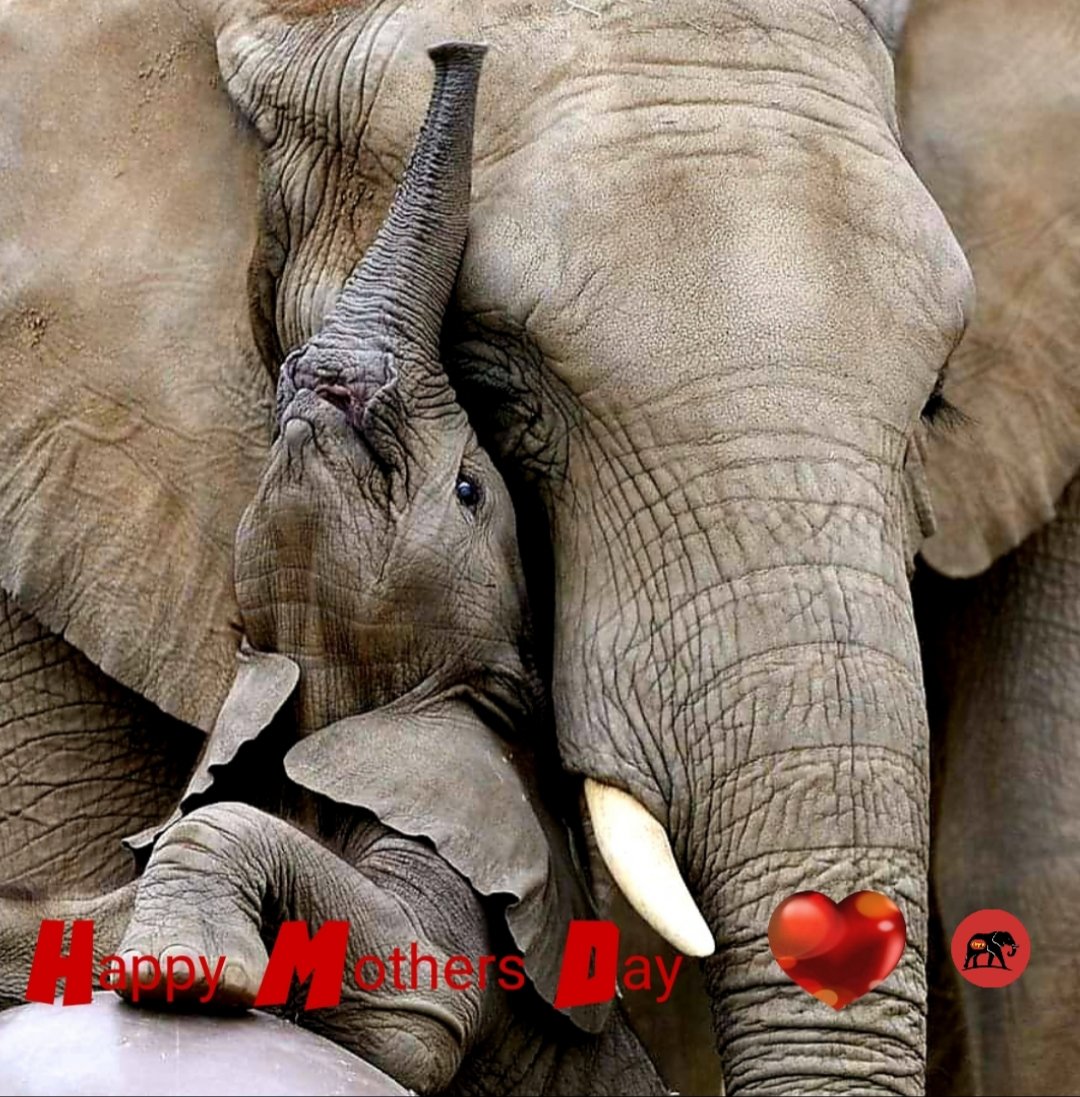 ChrisSand20's tweet photo. ❤❤❤❤💐❤❤❤❤
Happy Mother's Day to all mothers ❣
❤🐘❤ #Elephants 
🥀#MothersDay2022
💐 #Muttertag
👩‍👧‍👦#MothersDay
❤❤❤❤💐❤❤❤❤ https://t.co/URFxwqZ1mK