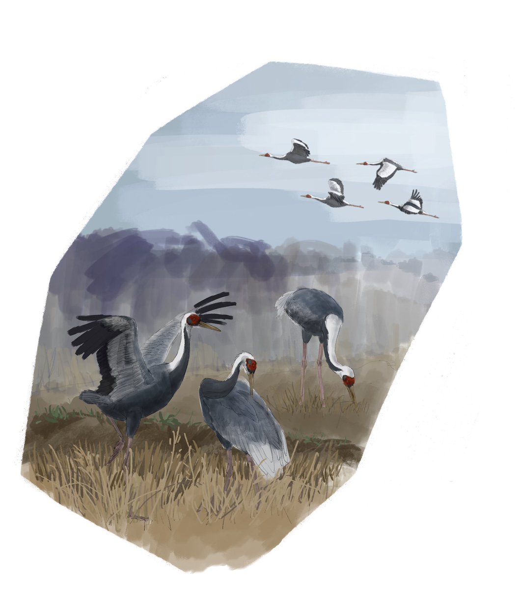 drainpipeeee's tweet photo. White-naped crane family foraging on open farmland~~

#scientificillustration in 2022, part of wader brochure of china.

#birdart #wildlifeart #digitalart #digitalillustration #birdillustration #avianart #habitat #habitatillustration 
#craneillustrations #craneart #crane https://t.co/kVfpJi4Hyv