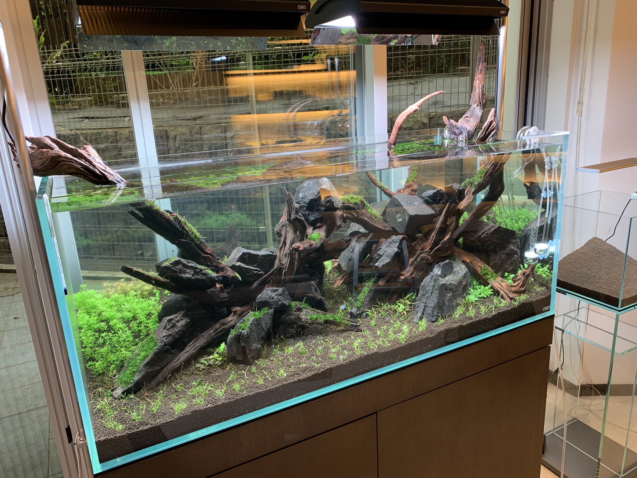 AQUASHOP wasabi 東京店（アクアショップワサビ） na X: „全部で