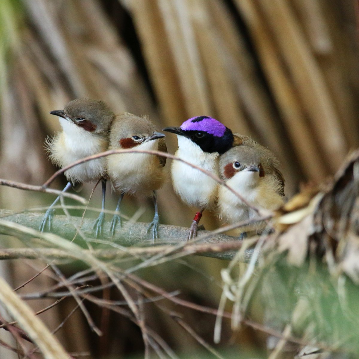 NikiTeunissen's tweet photo. Excited to share our latest paper in @BioInvasions, where we investigate direct and indirect impacts of invasive cane toads on native predators and prey at @awconservancy Mornington Wildlife Sanctuary.
Access our paper here: https://t.co/zHNfaqMxQo
@AP_BirdBehavEco https://t.co/jKu0v4Cflk