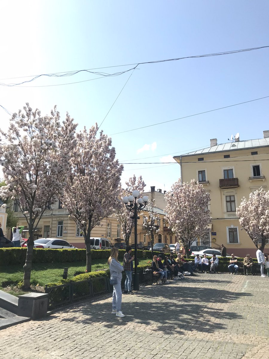 irinaromashkin1's tweet image. Чернівці 😍😍😍, розквітли сакури 🌸
