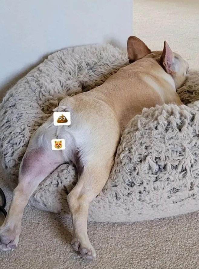 MiaVossOnTheGo's tweet photo. Frenchie with privacy emojis. https://t.co/lEVRSFCj2N