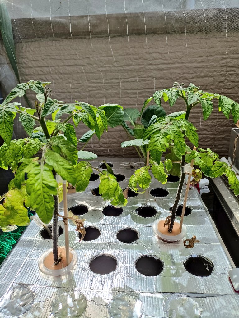 らるふ 水耕栽培 Ralph Shinichi Twitter