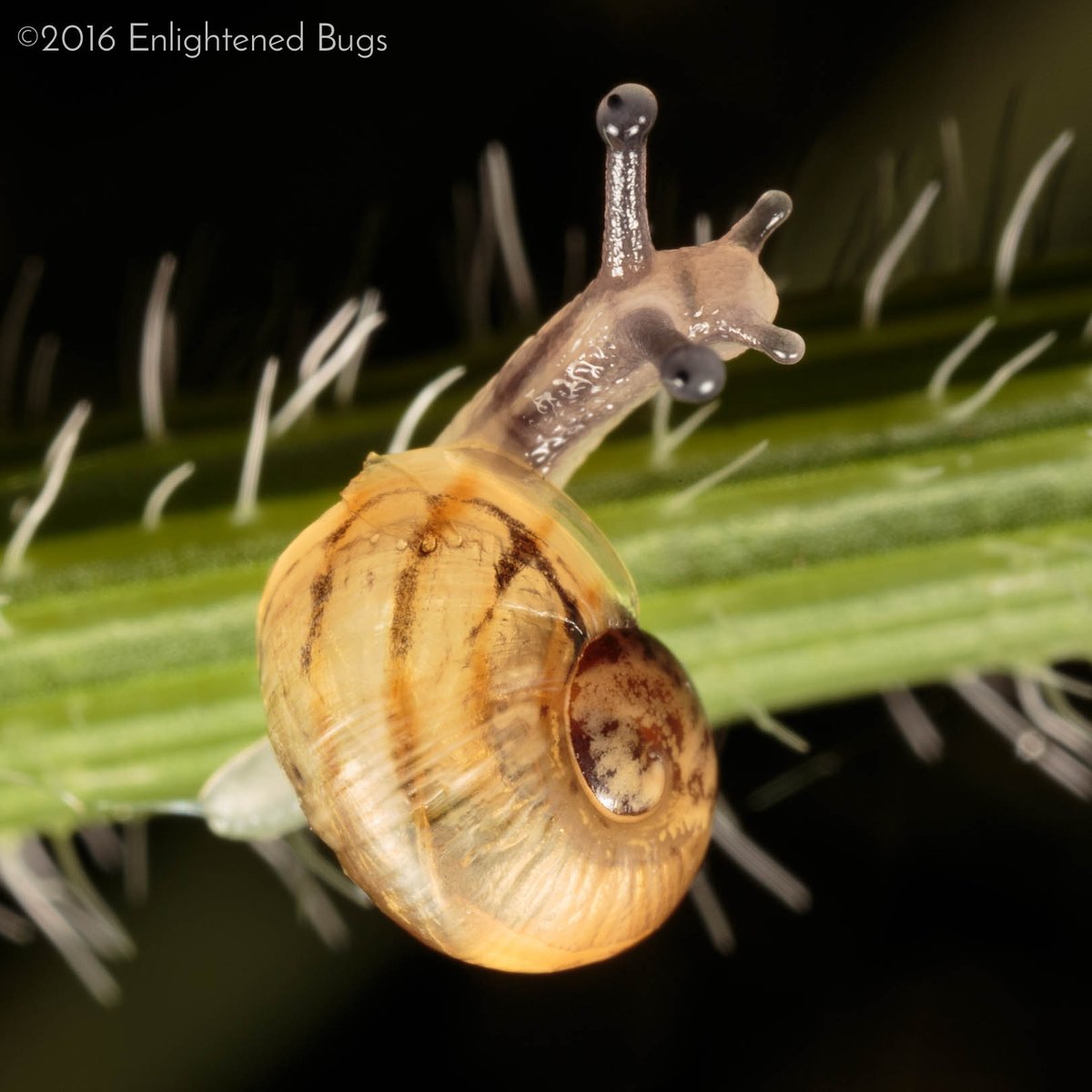 enlightenedbugs's tweet photo. @apsciencebydan 🐌💤 https://t.co/noCZdCVwif