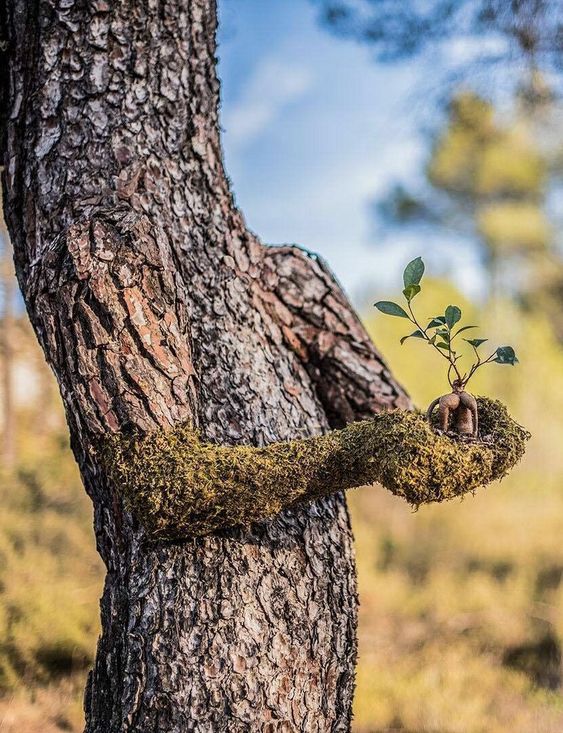 Heyimrahul19's tweet photo. “The best time to plant a tree was 20 years ago. The second best time is now stop cutting tree's.”   
#Stop_cutting_trees 
#हसदेव_अरण्य 🌳 https://t.co/5cskUSk0zl