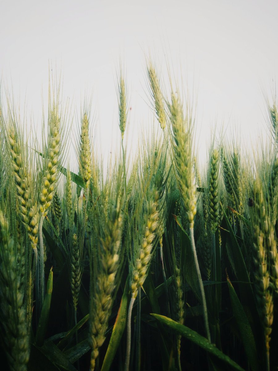 New image that i captured recently. #photography #PhotoOfTheDay #photographer #Photos #photographylovers #plant #mobilephotography #PhotographyIsArt #Photographie #nature #naturelovers #crop #Wallpapers