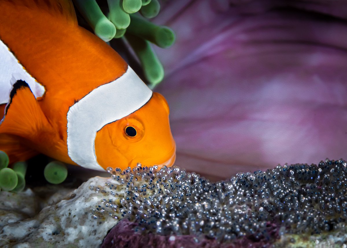 Mark Badiola tweet media