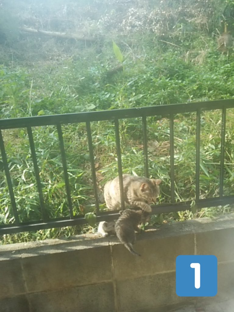 b9vqnfDqqh5hHY4's tweet image. ココロの場合(6年前)🐱
1、近所の猫がなぜか仔猫を
見せびらかしにくる
2、なぜか1匹だけ置いていく
3、なぜか網戸を上がってくる
4、見事、ずっとのおうちをゲットする