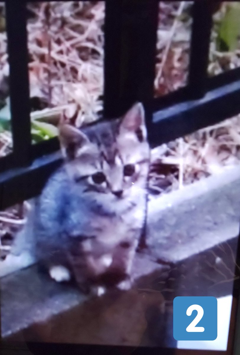 b9vqnfDqqh5hHY4's tweet image. ココロの場合(6年前)🐱
1、近所の猫がなぜか仔猫を
見せびらかしにくる
2、なぜか1匹だけ置いていく
3、なぜか網戸を上がってくる
4、見事、ずっとのおうちをゲットする