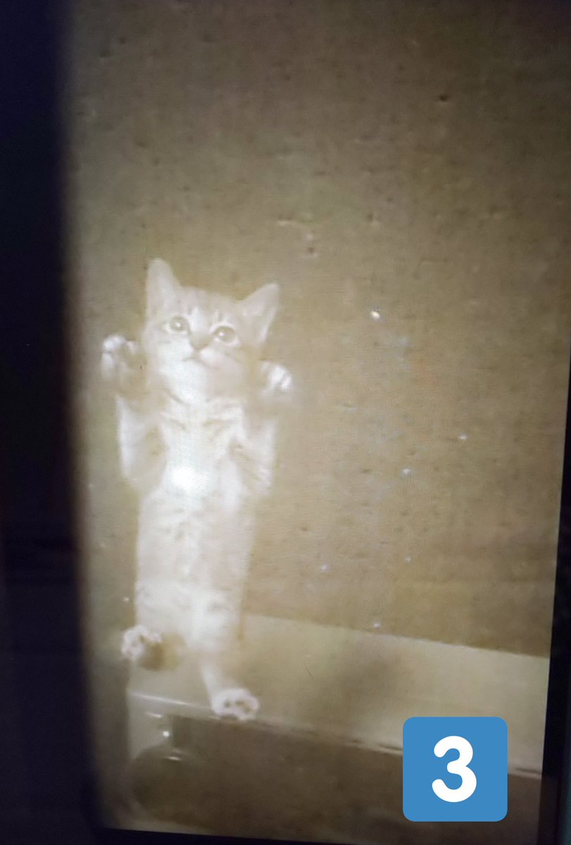 b9vqnfDqqh5hHY4's tweet image. ココロの場合(6年前)🐱
1、近所の猫がなぜか仔猫を
見せびらかしにくる
2、なぜか1匹だけ置いていく
3、なぜか網戸を上がってくる
4、見事、ずっとのおうちをゲットする