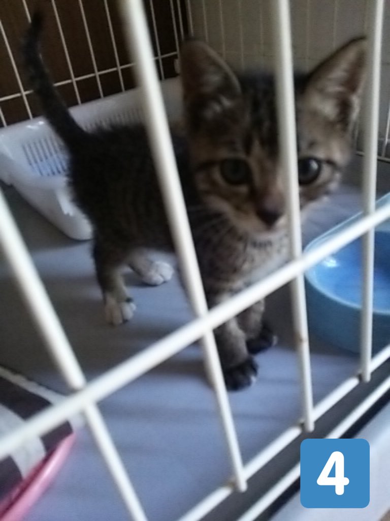 b9vqnfDqqh5hHY4's tweet image. ココロの場合(6年前)🐱
1、近所の猫がなぜか仔猫を
見せびらかしにくる
2、なぜか1匹だけ置いていく
3、なぜか網戸を上がってくる
4、見事、ずっとのおうちをゲットする