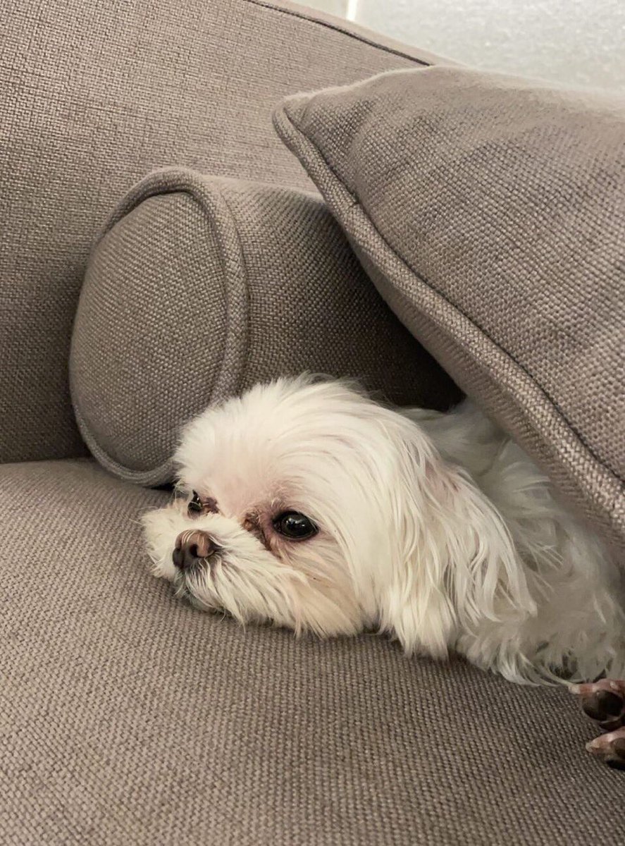 Dream_fhunD's tweet photo. กะทิเป็นเป็นอะไร ทำไมไม่ไม่เล่นกับเรา https://t.co/oUx3OhdjHd