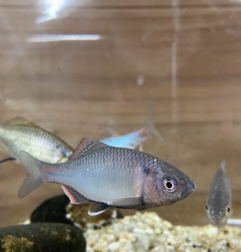 ひみラボ水族館 公式 Al Twitter ミナミアカヒレタビラのオス 左 の色鮮やかな様子です メス 右 は産卵管が出ています ひみラボ水族館 タナゴ 絶滅危惧種 T Co Amgubaaq6q Twitter