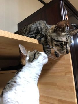 私は猫と犬が大好きです🐈🐕😂😳👍💤💦# I really like cat and dog a lot 🐈🐕😂😳👍💤💦