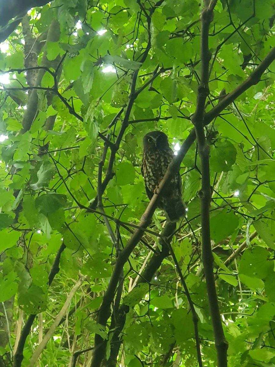 While working at our Waikākāriki Wetland working bee this morning volunteer Oliver Gibson spotted this Ruru watching us.