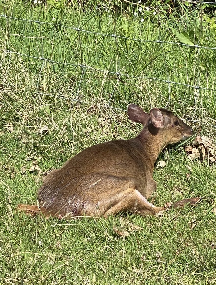 Horrid start to the day; found this poor muntjac in Horatio’s field.  I had to find someone with a gun. A dog owner (not to be seen) had allowed their pet to engage in the good innocent fun of chasing deer in our wood. Badly wounded; they hurt just like us. Very angry…