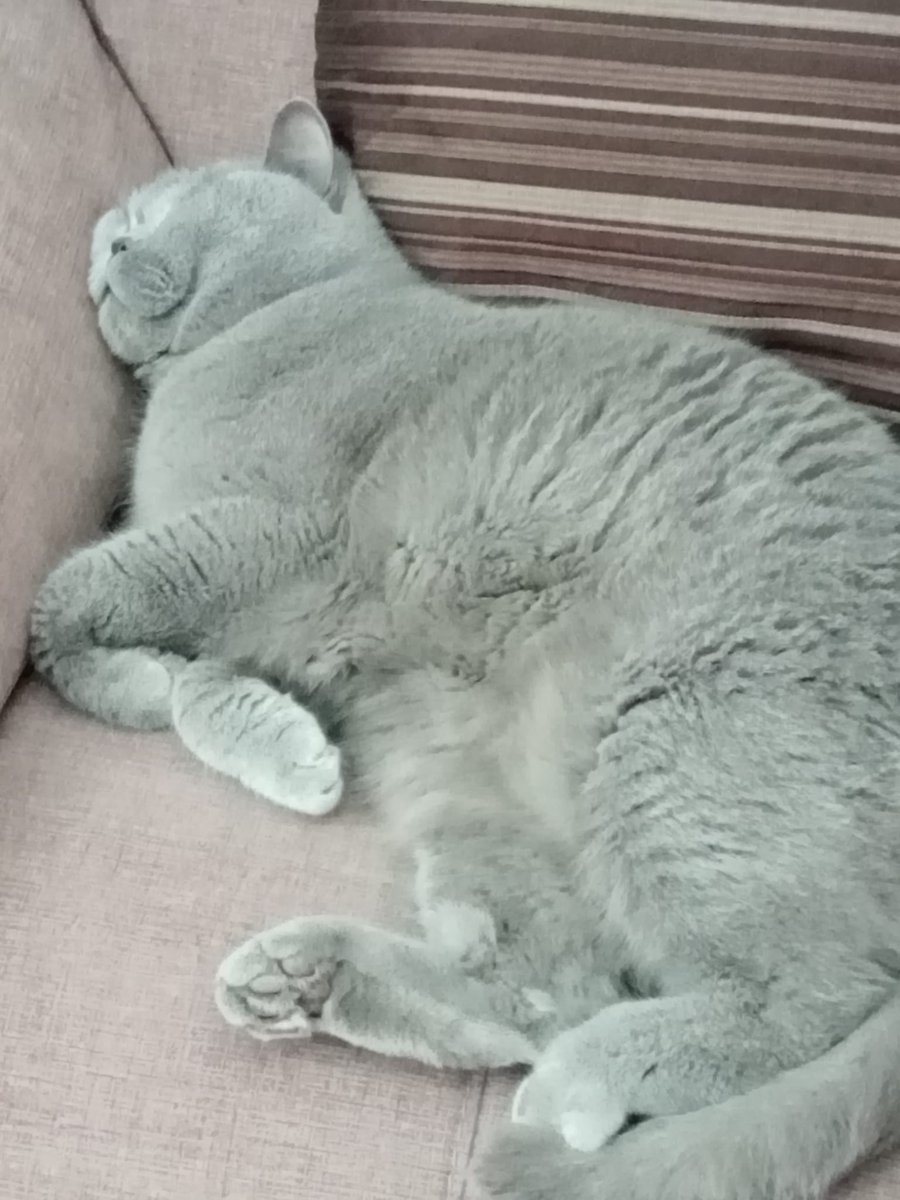 Ral381's tweet photo. Los domingos al sol 😸 https://t.co/RsLDZBpwOE