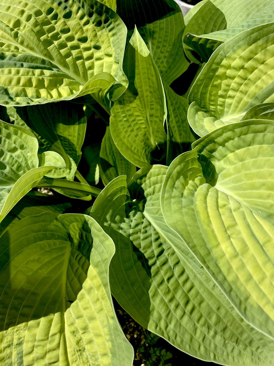 Just hostalicious #hosta #plant #green #garden