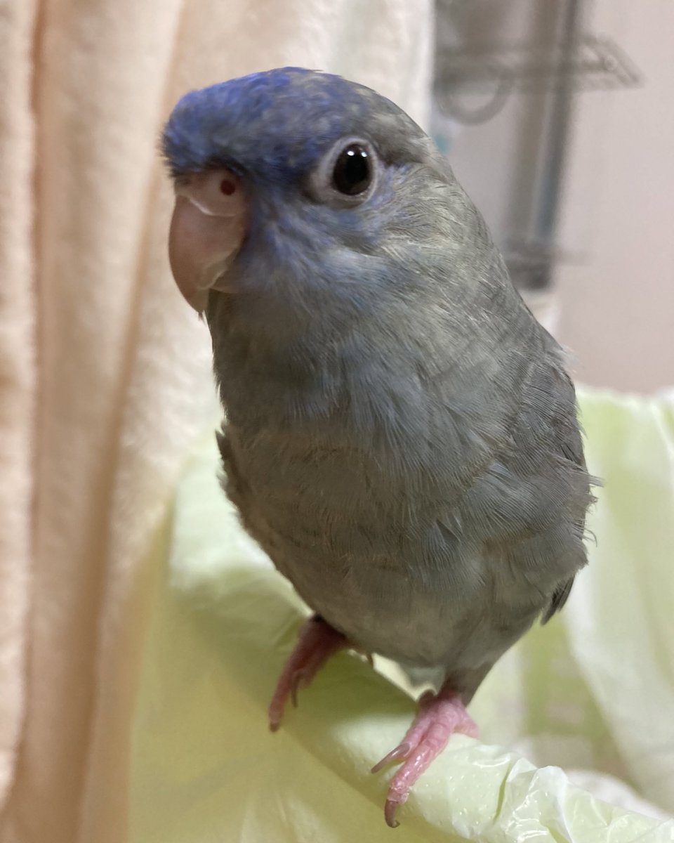 ピンボケですがどんちゃんも元気！
そろそろハロちゃんの誕生日も近づいてきました✨