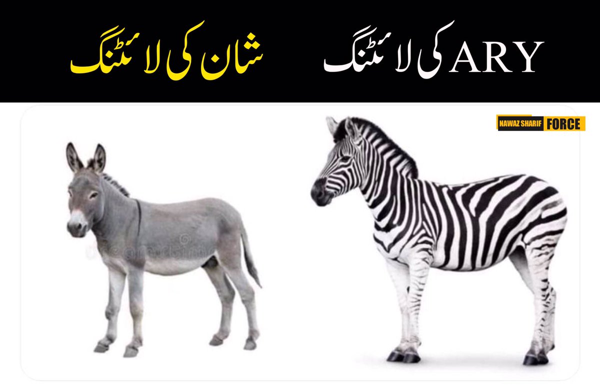 Shani Gill tweet media